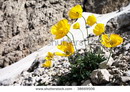 شقایق کوهی